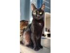 Adopt SCRABBLE a All Black Domestic Shorthair / Mixed (short coat) cat in
