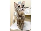 Adopt Zoey a Calico or Dilute Calico Domestic Longhair / Mixed (long coat) cat
