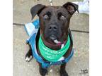 Adopt Jessie a Brown/Chocolate - with White Labrador Retriever / Mixed dog in