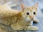 Adopt NEGAN a Orange or Red Tabby Calico / Mixed (short coat) cat in Burlington