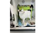 Adopt Rango a White Domestic Shorthair / Domestic Shorthair / Mixed cat in