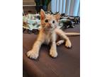 Adopt Rowan a Orange or Red Domestic Shorthair / Domestic Shorthair / Mixed cat
