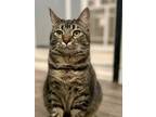 Adopt Guida a Domestic Shorthair / Mixed (short coat) cat in Meriden