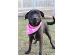 Adopt Hollow - Adoptable a Labrador Retriever / Mixed dog in Chickamauga