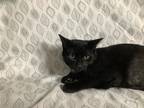 Adopt Front Lobby #23 a Domestic Mediumhair / Mixed cat in Pomona, CA (39033699)