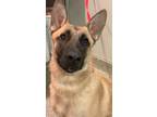 Adopt Caleb* a Belgian Malinois / Mixed dog in Pomona, CA (39033693)