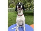 Adopt Miles a German Shorthaired Pointer / Mixed dog in Sioux City
