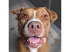 Adopt Carmella a American Pit Bull Terrier / Mixed dog in Troutdale