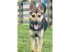 Adopt Addie a German Shepherd Dog / Mixed dog in Lancaster, OH (39034809)