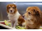 Adopt Jonah And Noah Bonded Pair a Chow Chow / Mixed dog in Knoxville