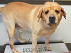 Adopt Butch a Tan/Yellow/Fawn Labrador Retriever / Mixed dog in Bowling Green