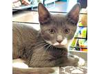 Adopt Fudge a Gray or Blue (Mostly) Domestic Shorthair / Mixed cat in