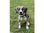 Adopt Ruff a Brindle - with White Beagle / Springer Spaniel / Mixed dog in