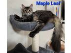 Adopt Maple Leaf a Brown Tabby Domestic Shorthair / Mixed cat in Rochester