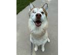 Adopt Loki a Red/Golden/Orange/Chestnut - with White Siberian Husky / Mixed dog