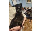 Adopt Charm a All Black Domestic Mediumhair / Mixed (medium coat) cat in Morgan