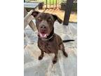 Adopt Isaac a Brown/Chocolate Labrador Retriever dog in Jackson, GA (38955451)