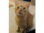 Adopt Harvest Moon a Orange or Red Domestic Shorthair / Mixed cat in