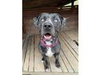 Adopt JoJo a Black - with White Pit Bull Terrier / Mixed Breed (Large) / Mixed