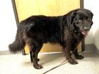 Adopt Felix a Newfoundland / Mixed dog in Escondido, CA (39041132)