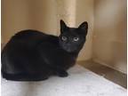 Adopt House a Domestic Shorthair / Mixed cat in Oceanside, CA (39029316)