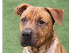 Adopt Jackfort a Brindle Shar Pei / Hound (Unknown Type) / Mixed dog in
