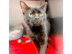 Adopt Baby Huey a All Black Domestic Shorthair / Domestic Shorthair / Mixed cat