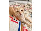 Adopt Zana Doo a Orange or Red Domestic Shorthair / Mixed (short coat) cat in