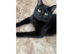 Adopt Kanchi Apologynote a All Black Domestic Shorthair / Mixed (short coat) cat