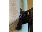 Adopt Biscotti Cakes a All Black Domestic Shorthair / Mixed (short coat) cat in