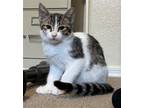 Adopt Funfetti Cakes a Gray or Blue (Mostly) Domestic Shorthair / Mixed (short