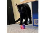 Adopt Bundt Cakes a All Black Domestic Shorthair / Mixed (short coat) cat in