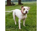 Adopt Mosaic a White - with Tan, Yellow or Fawn Mixed Breed (Medium) / Mixed dog
