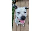 Adopt Lola a White Terrier (Unknown Type, Medium) / American Pit Bull Terrier /