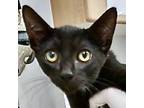 Adopt Kashyyyk a All Black Domestic Shorthair / Domestic Shorthair / Mixed cat