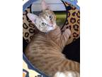Adopt Jack a Orange or Red Domestic Shorthair (short coat) cat in Mountain View