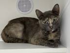 Adopt Brynn a Gray or Blue Domestic Shorthair / Domestic Shorthair / Mixed cat