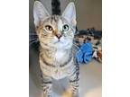Adopt Moana a Gray or Blue Domestic Shorthair / Domestic Shorthair / Mixed cat