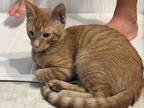 Adopt Boa Constrictor a Spotted Tabby/Leopard Spotted Domestic Shorthair / Mixed