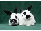 Adopt Cookie #4 & Juju a Other/Unknown / Mixed (short coat) rabbit in Baton