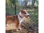 Adopt Bo a Australian Cattle Dog / Mixed dog in Rural Hall, NC (38966377)