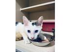 Adopt Franklin a Domestic Shorthair / Mixed cat in Calverton, NY (39003529)