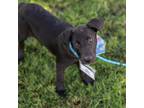 Adopt Sunshine Pup - Sleet a Black Labrador Retriever / Dutch Shepherd / Mixed