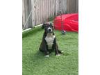 Adopt Brad (Barbie Litter) a Brindle Pit Bull Terrier / Mixed Breed (Medium) dog