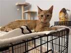 Adopt Sun Chip a Orange or Red (Mostly) Domestic Shorthair / Mixed (short coat)