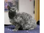 Adopt Alma a Gray or Blue Domestic Shorthair / Domestic Shorthair / Mixed cat in