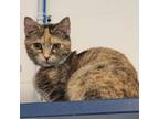 Adopt Cyndi a Brown or Chocolate Domestic Shorthair / Mixed cat in Fairport