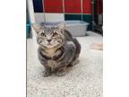 Adopt Pecan a Gray or Blue Domestic Shorthair / Domestic Shorthair / Mixed cat