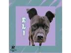 Adopt Eli a Black Mixed Breed (Medium) / Mixed Breed (Medium) / Mixed (short