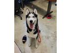 Adopt Niko a White Husky / Mixed dog in Fallston, MD (38932553)
